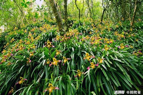 兰花|兰（兰科植物）